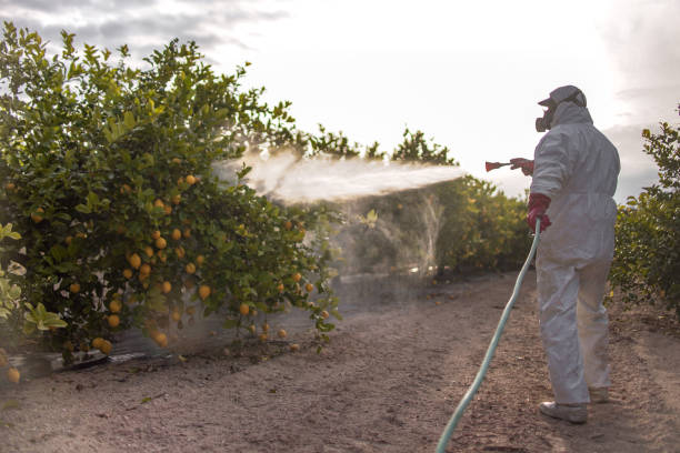Best Bed Bug Extermination  in Loxley, AL
