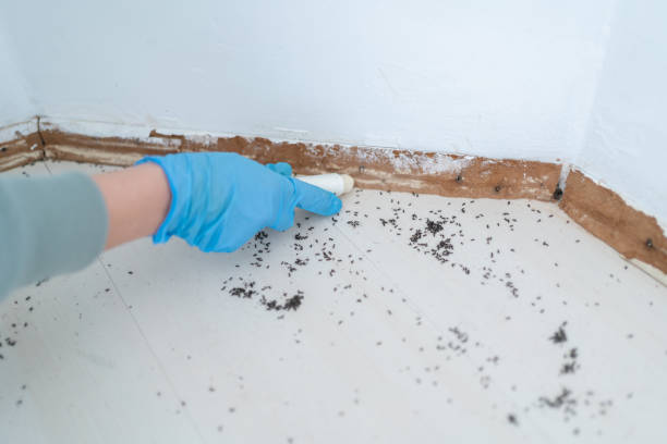 Best Ant Control Services  in Loxley, AL